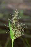 Woolly rosette grass